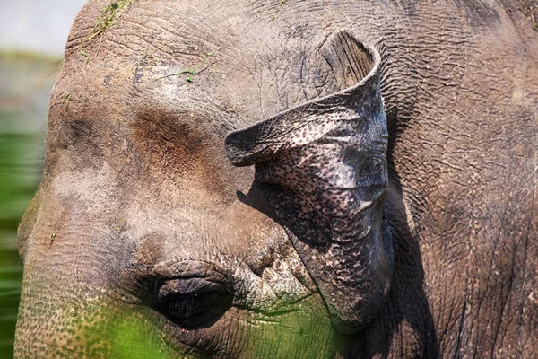Focinho Elefante Com Pele Texturizada Áspera Close — Fotografia de Stock
