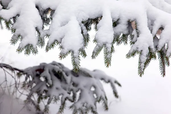 Ramos Abeto Cobertos Neve — Fotografia de Stock