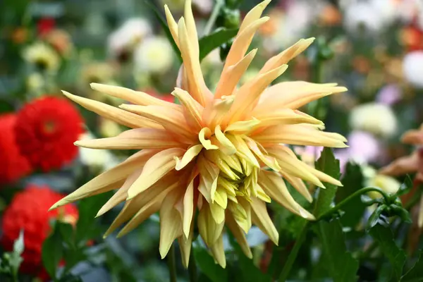 Beautiful Flower Dahlia Large Flower Dahlia Considerable Quantity Narrow Long — Stock Photo, Image