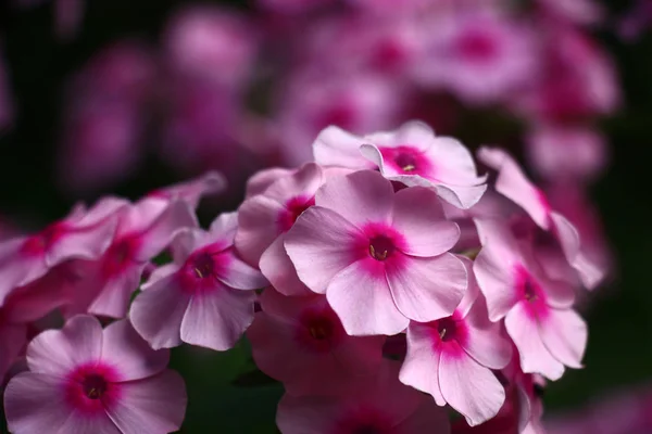 Phlox Inflorescence Made Flowers Pink Petals Darkly Pink Centre — Stock Photo, Image