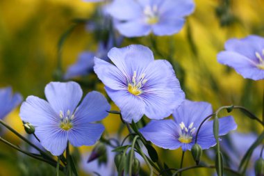 Dekoratif linum austriacum 'un mavi çiçekleri ve onun kaçakları zor bir arkaplanda.