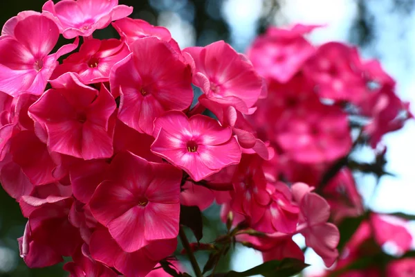 非常に明るい花序 フロックスの作成大きな暗くピンクの花 — ストック写真