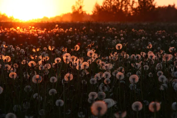 İyi akşamlar. Alanında birçok sıcak ve bulanık dandelions. Alan kenar güneş düşüyor. Tüm kırmızı tonda boyanır.