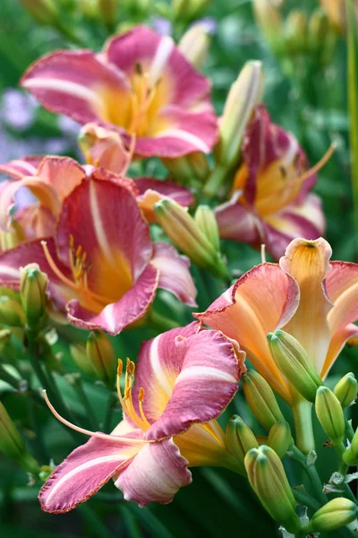 Hemerocallis Florece Abundantemente Flores Con Grandes Brotes Pétalos Abigarrados —  Fotos de Stock