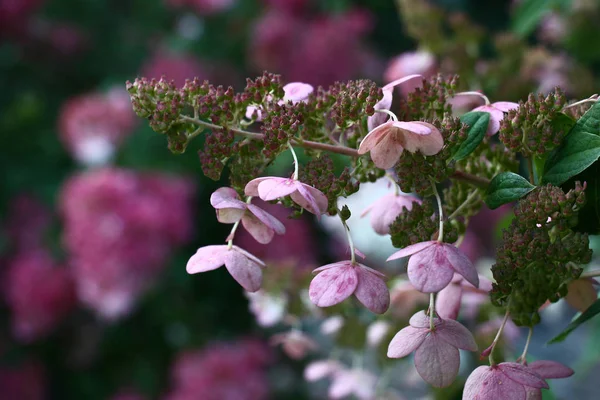 Bir çiçek açması bush bir ortanca mor tonlarda nadir çiçekli bir önümüzdeki karşı.
