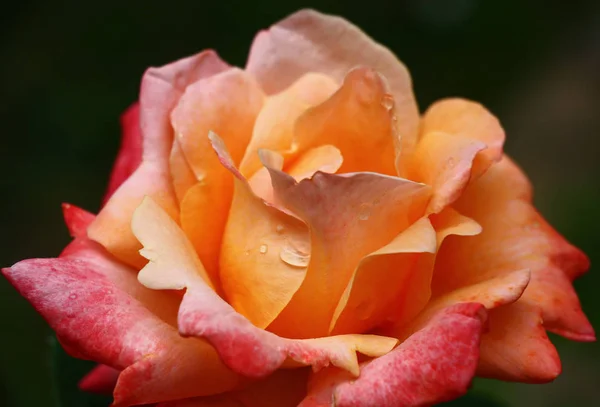 Petals of a flower of a rose are painted in orange, pink, red tone.