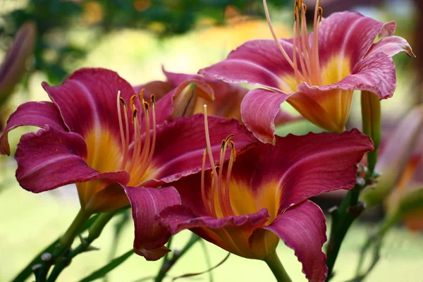 华丽的大花的一天百合已经行创建非常明亮的颜色点 — 图库照片