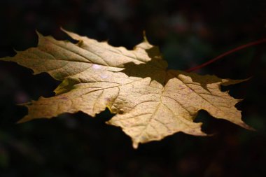 Sonbahar. Bir akçaağaç tek sarı yaprak düzenli aralıklarla güneş tarafından tuttu değil. Tüm karanlık bir arka plan karşı.