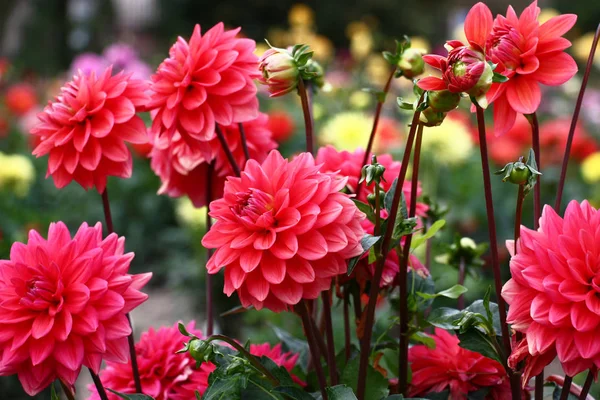 Flower Bed Considerable Quantity Flowers Dahlias Petals Various Tones Pink — Stock Photo, Image