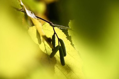 Güneşli bir sonbahar günde ela grove şube parlak sarı yapraklar ve genç kulak ile bir soyut resim şeklinde yüzük..
