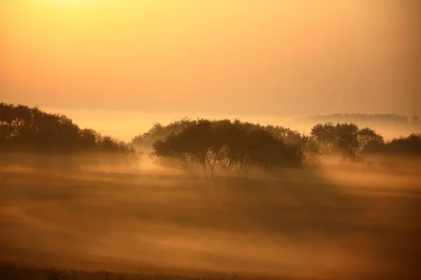 Wild Growing Bushes Exfoliating Fog Beams Rising Sun Fantastic Picture — Stock Photo, Image