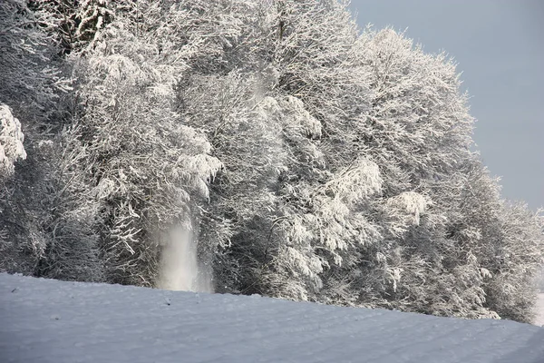 Szélén a fa a havazás után. — Stock Fotó