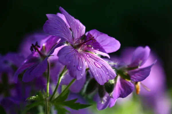 Las flores grandes del geranio . —  Fotos de Stock