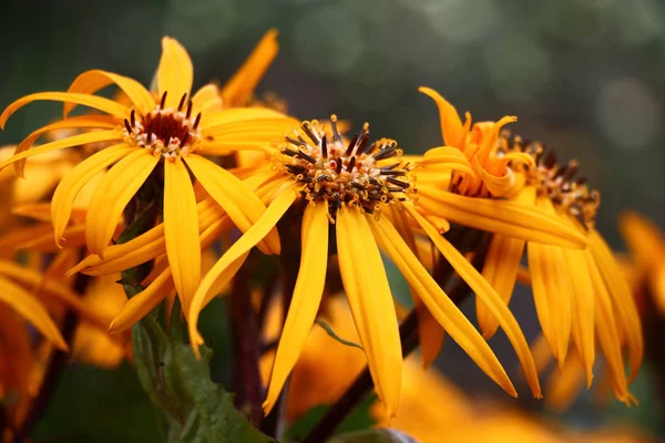 Ligularis Dentata Bloeit Overvloedig Heldere Gele Bloemen — Stockfoto