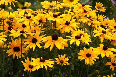Rudbeckia 'nın sarı tonları bahçede büyük parlak bir leke oluşturur..