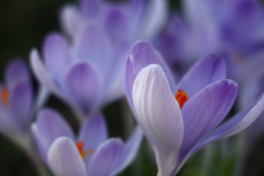 Büyük mavi çiğdemler belirsiz çiçek formları hassasiyet resim oluşturma.