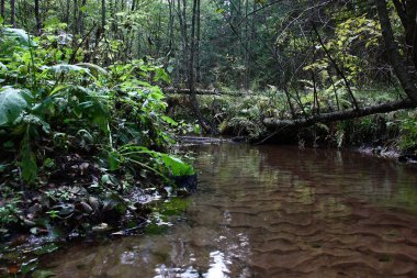 Ormanda bir geniş ama değil derin dere dört tekerlekli yük arabası çeşitli bitkiler akışları arasında. Su ile kumlu alt de görülüyor.