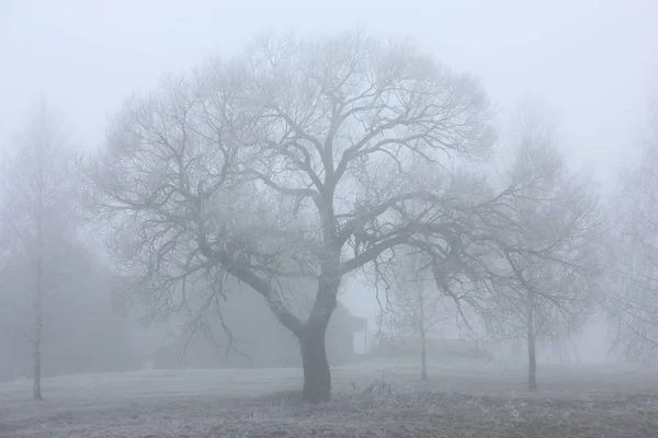 Trees on village suburb are covered by a strong fog.
