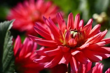 Büyük çiçek dahlias arka planı aynı çiçek pembe yaprakları ile.