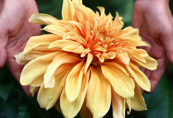 Very Big Flower Dahlias Located Two Female Palms — Stock Photo, Image