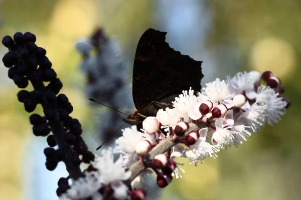 The put wings of a butterfly of black color. She sits on bright dazzling white colors of an inflorescence of a cimicifuga. Nearby not revealed cimicifuga inflorescence which in a shadow has black color.
