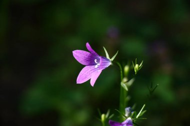 Vahşi tek mor parlak çan çiçeği karanlık bir arka plan karşı tuttu.