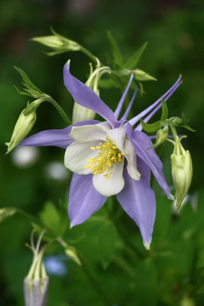 Blume Einer Ursprünglichen Form Mit Blauen Blütenblättern Zwischen Knospen Auf — Stockfoto