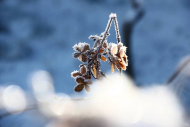 Bir ortanca kuru kırık önümüzdeki hoarfrost yeterince çekici ile kaplıdır.