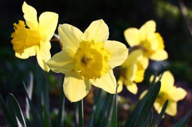 Sabah güneşin parlak ışınları yaprakları ve çiçekleri narcissuses şeffaf sarı bir taç sarı.