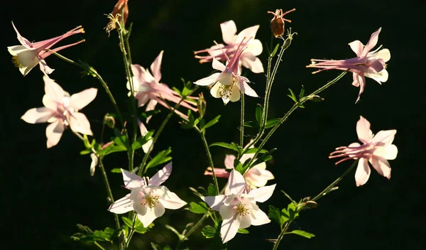 Las Flores Aquilegia Iluminación Brillante Tarde Ven Muy Contrastantemente Sobre —  Fotos de Stock