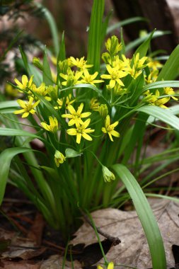 Bahar. Bir buket düşen yapraklar çiçekleri arasında gagea. Uzun yeşil yaprakları arasında küçük sarı çiçekler.