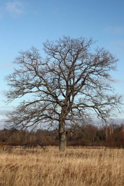 Kışın kuru ot arasında eski bir yalnız meşe olduğunu.