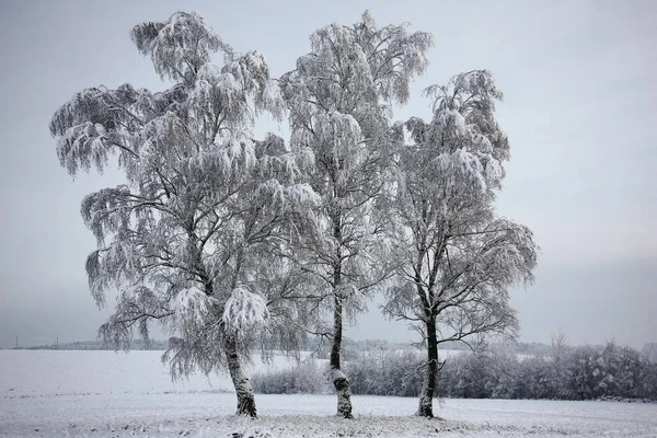 Three birches in the field and all round them is covered by fresh fluffy snow.