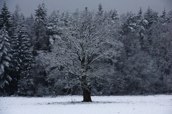 Petit Matin Sombre Novembre Chêne Solitaire Forêt Champ Sont Apparus — Photo