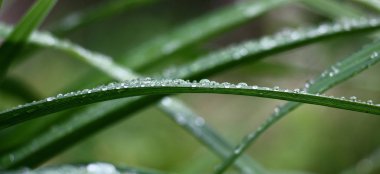 Bir gün zambak su damlaları içinde bir yağmur sonrası uzun bükülmüş yeşil yaprakları.