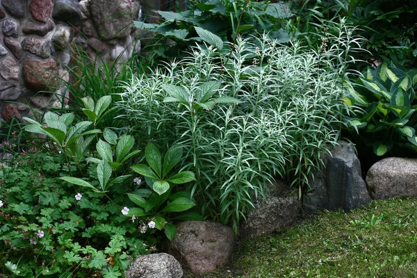 Différentes Plantes Feuillage Décoratif Poussent Dans Lit Fleurs Jardin — Photo