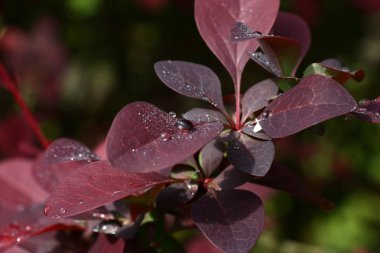 Berberis thunbergii Şubesi.