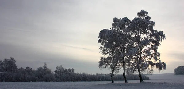 Tři Břízy Oblasti Kolem Nich Spadá Čerstvý Měkký Sníh — Stock fotografie