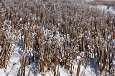 Hoarfrost ayaz gecenin SAP buğday kalıntılarını alanında kuruldu.