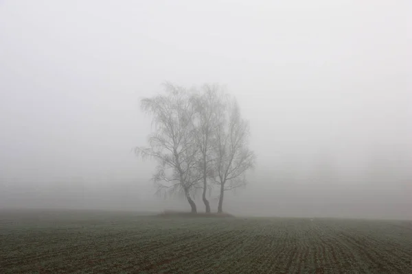 濃霧中におけるフィールドの間で三白樺のシルエットを通した — ストック写真