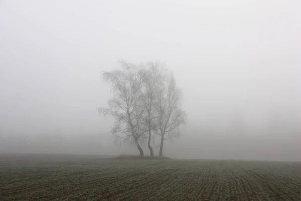 Automne Novembre Parmi Champ Dans Brouillard Dense Silhouettes Trois Bouleaux — Photo