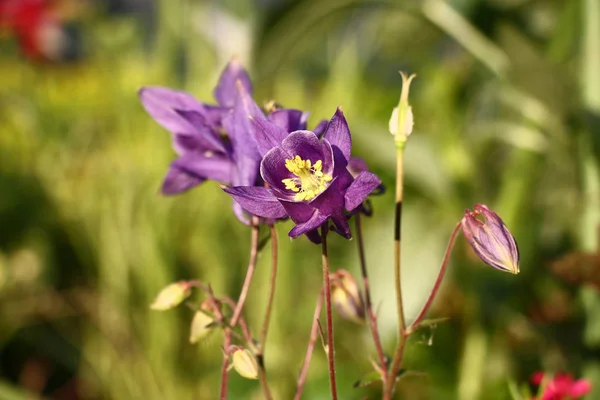 Einem Blumenbeet Zwischen Anderen Pflanzen Wächst Und Blüht Aquilegia Blumen — Stockfoto