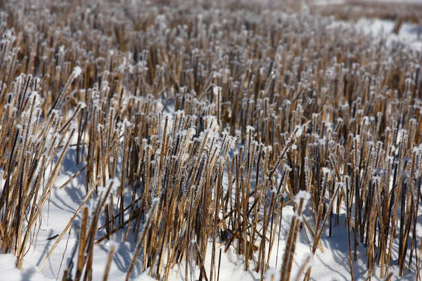 Mañana Helada Campo Sobre Los Restos Tallos Trigo Formó Escarcha — Foto de Stock