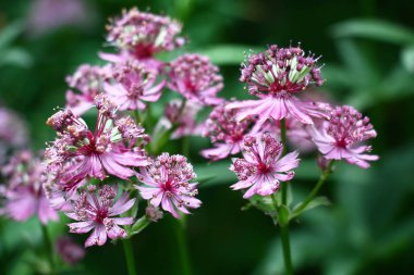 Unusual flowers astrantia with narrow petals of white-pink color on a green background. clipart