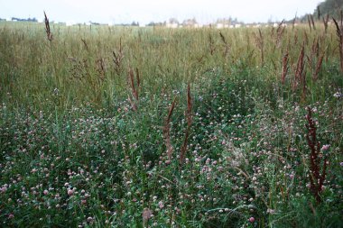 Çiçek açması yonca, çeşitli otlar, tahıl çırpma aletleri, beyaz bobinler hazır saman.