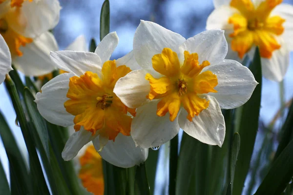 Several Large Bright Flowers Narcissus Perfectly Look Blue Background Sky — Stock Photo, Image