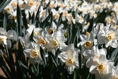 Parlak güneşli bir günde çok sayıda beyaz narcissuses bir çiçek yer oluşturur..