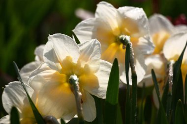Dikiz kron sarı renk narcissuses taze Beyaz yaprakları ile tatili..
