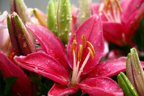 Dark pink flowers and buds of a lily in drops of water after a rain.