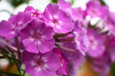 Phlox ile hafif bir arka plan üzerinde beyaz ve mor tonları rengarenk yaprakları çiçek.